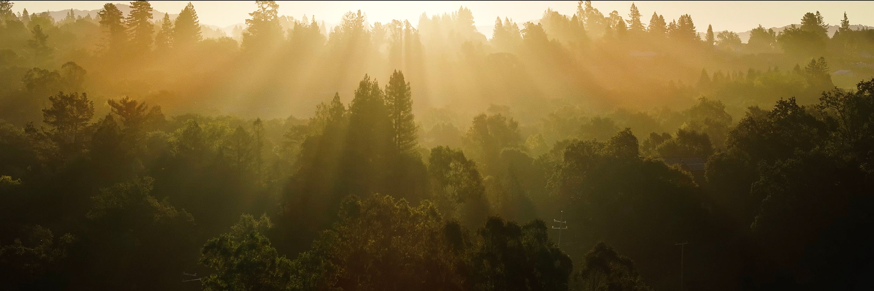 Earl Stephens Vineyard - Earl Stephens Russian River Valley Treeline