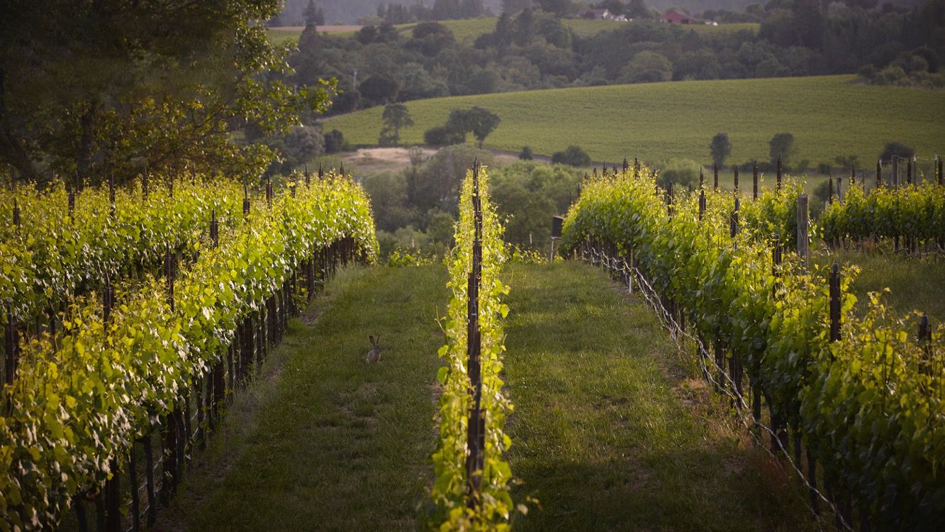 Graham Family Vineyard