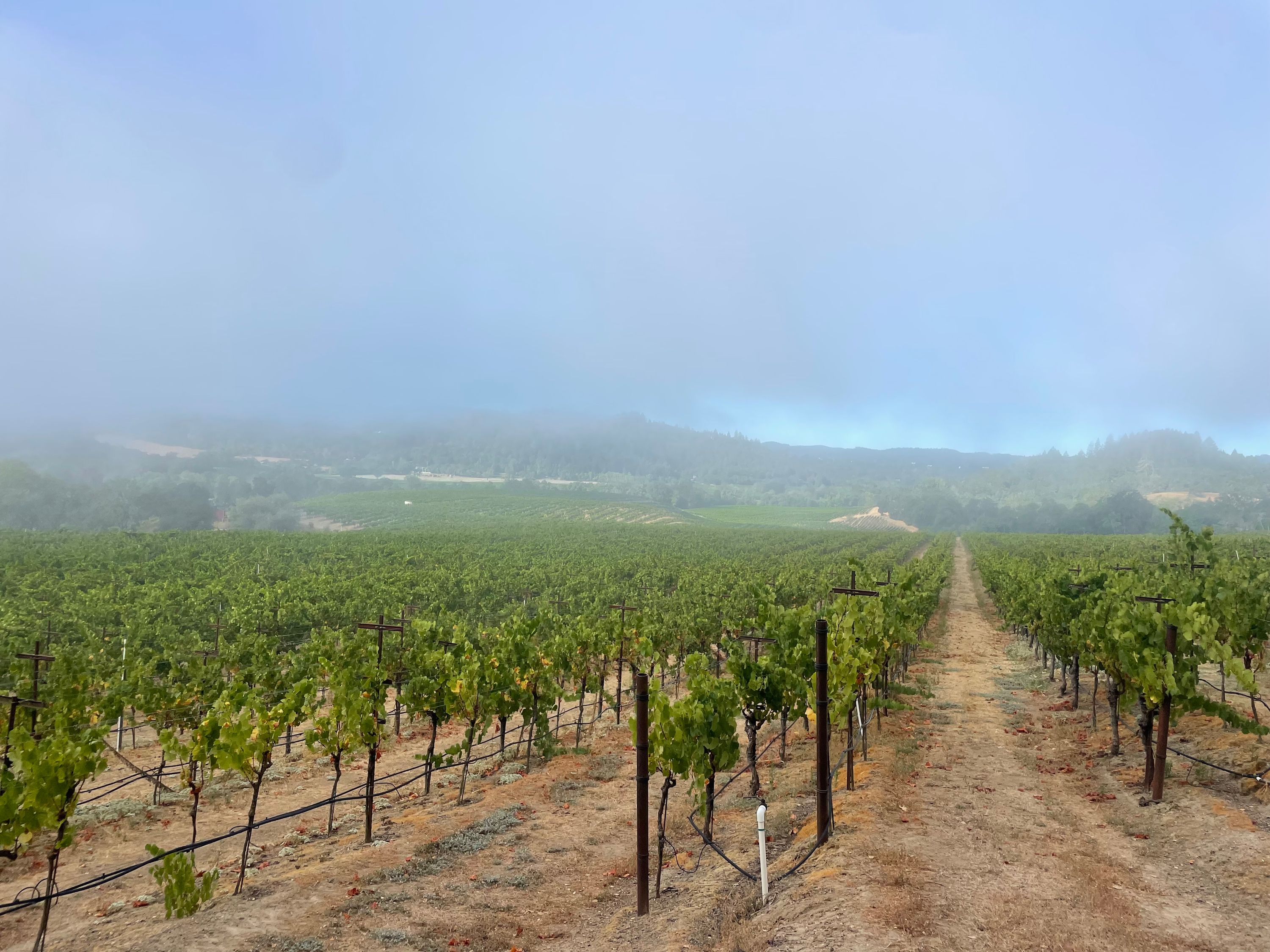 Ritchie Vineyard