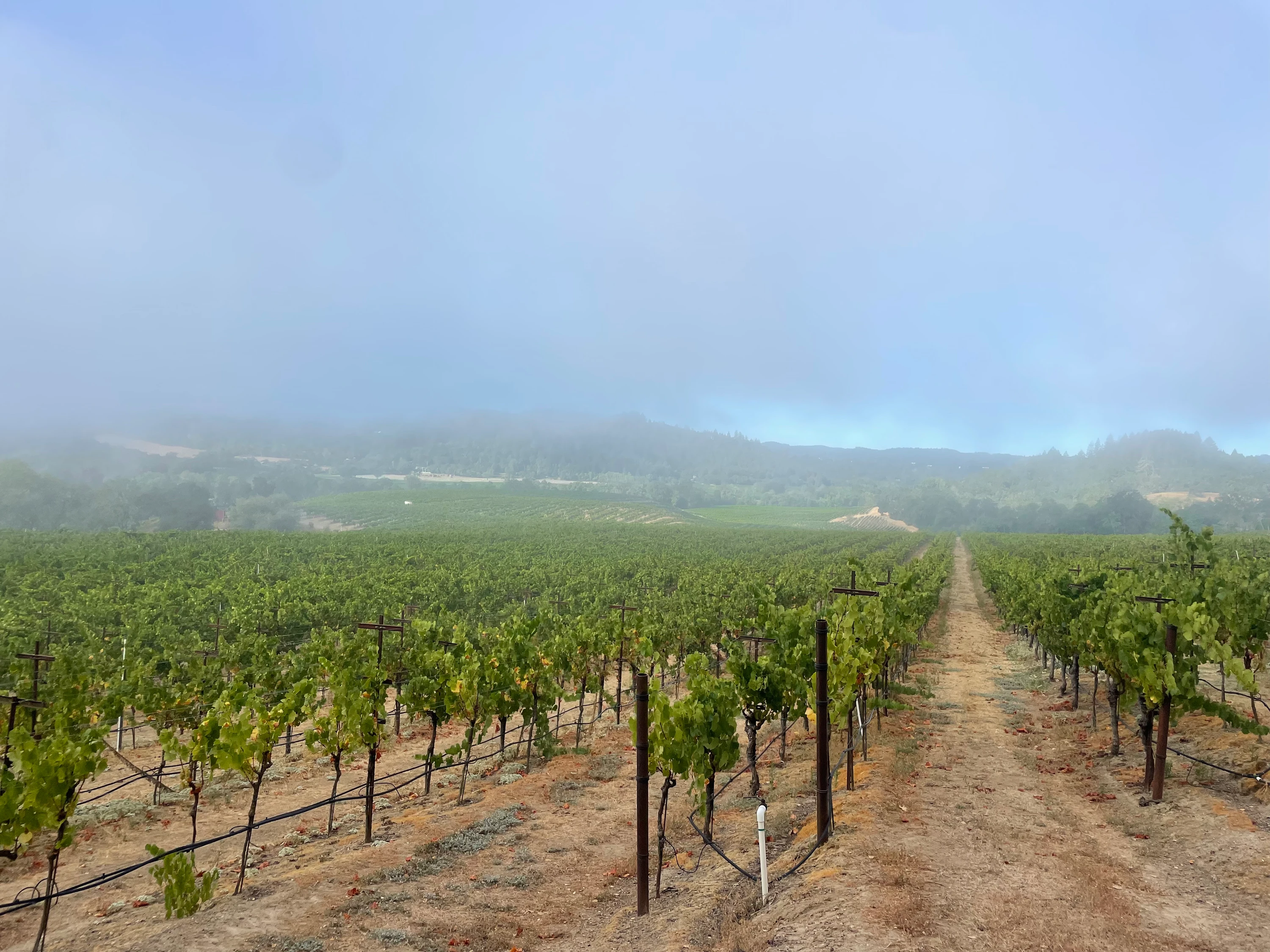 Ritchie Vineyard