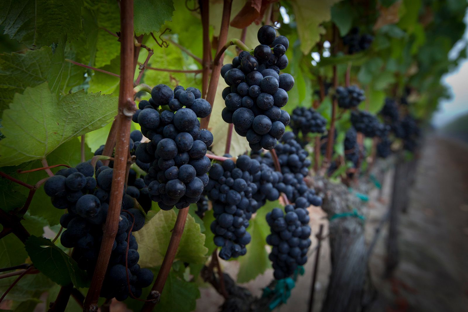 Soberanes Vineyard - Soberanes Pinot Noir Grapes