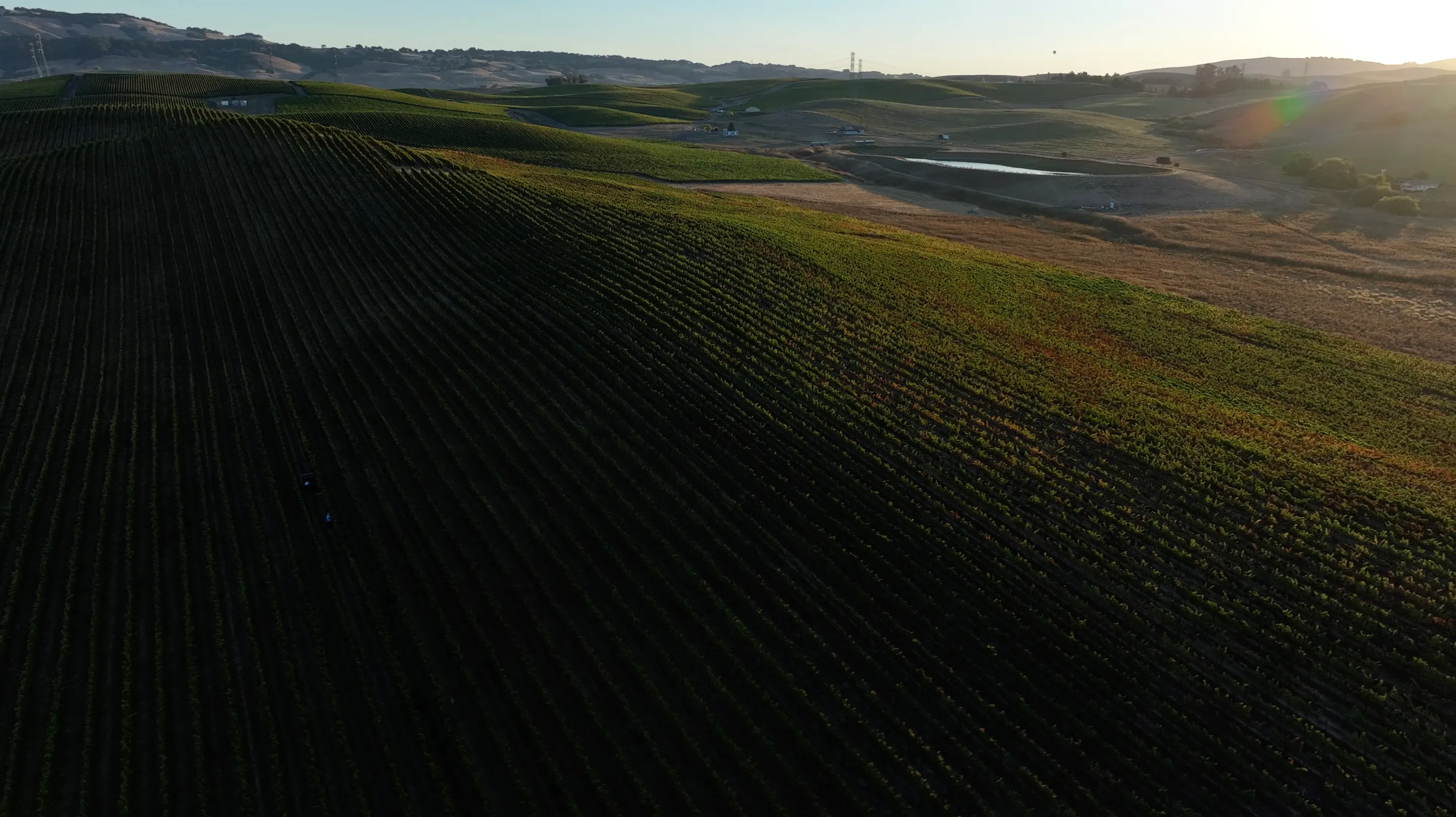 Terra de Promissio vineyard at sunrise in the Russian River Valley